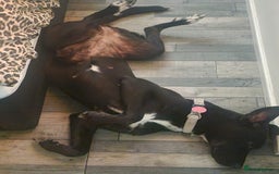 Mixed Breed dogs for sale: Raven Great Dane x husky  - Image 2