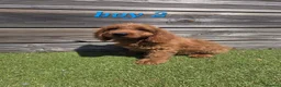 Cockapoo dogs for sale: 7 Adorable F1 Cockapoo pups ♥️🐕🐾 - Advert 7