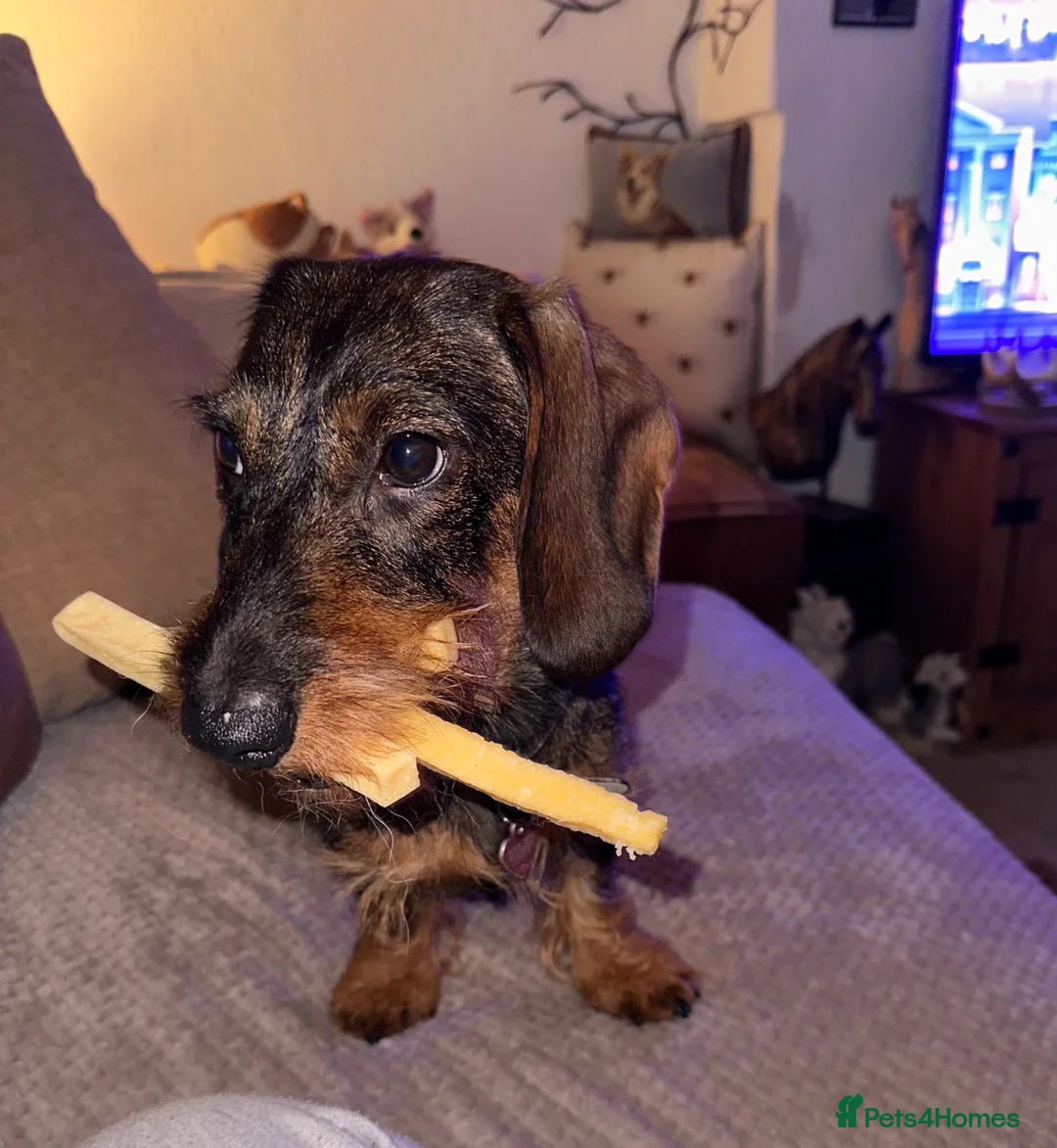 Dachshund dogs for sale: 2yr old female (Teckel) wire-haired Dachshund  - Advert 2