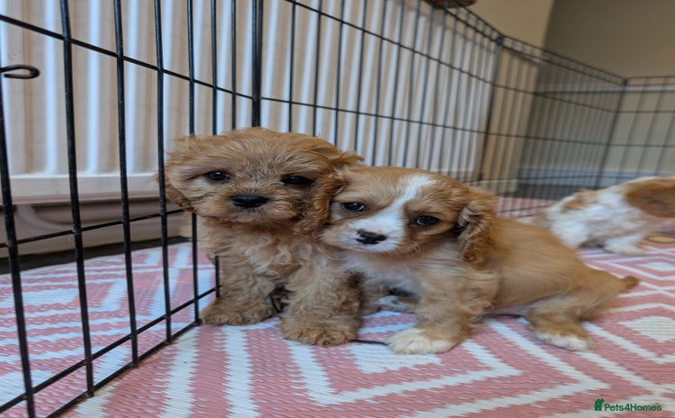 Cavachon dogs - Advert 9
