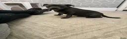 Staffordshire Bull Terrier dogs for stud: *** BLUE STAFFY FOR STUD *** - Advert 6