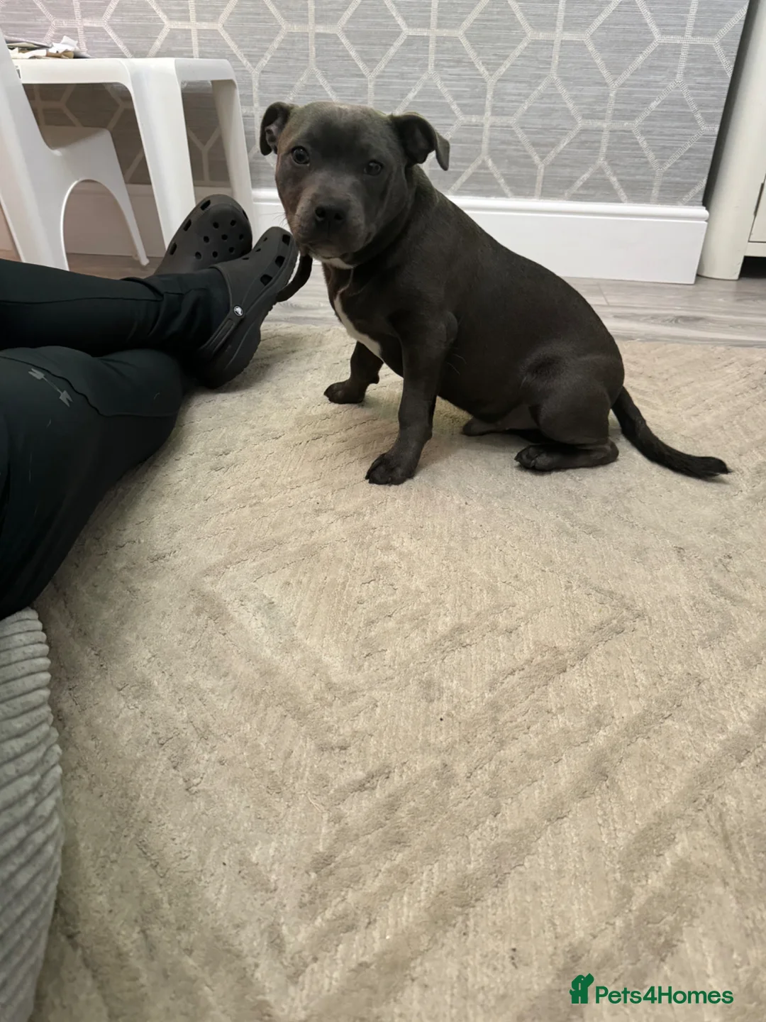 Staffordshire Bull Terrier dogs for stud: *** BLUE STAFFY FOR STUD *** - Advert 6