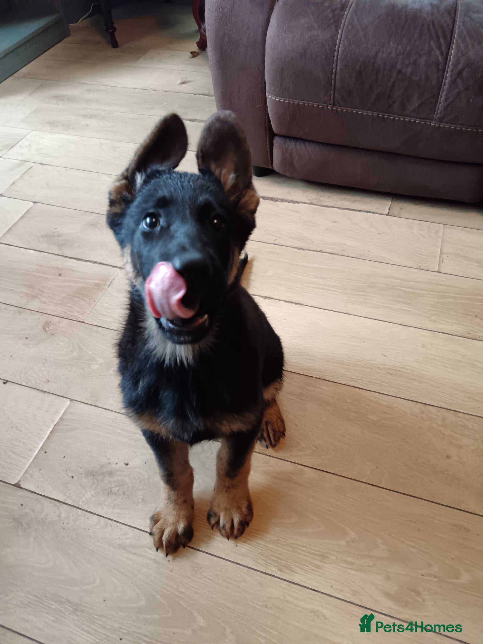 German Shepherd dogs ⭐⭐ ⭐ German Shepherd ⭐⭐⭐  - Advert 2
