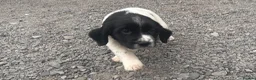English Springer Spaniel dogs for sale: Working English Springer Spaniel Puppies - Advert 6