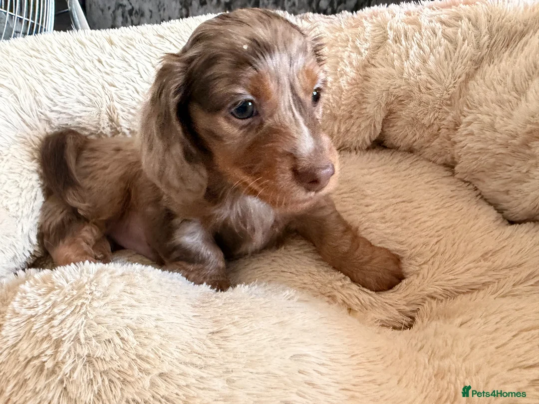 Miniature Dachshund dogs for sale: Miniature dachshund male available  - Advert 1
