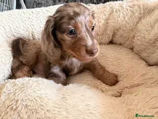 Miniature Dachshund dogs Miniature dachshund male available - Advert 1