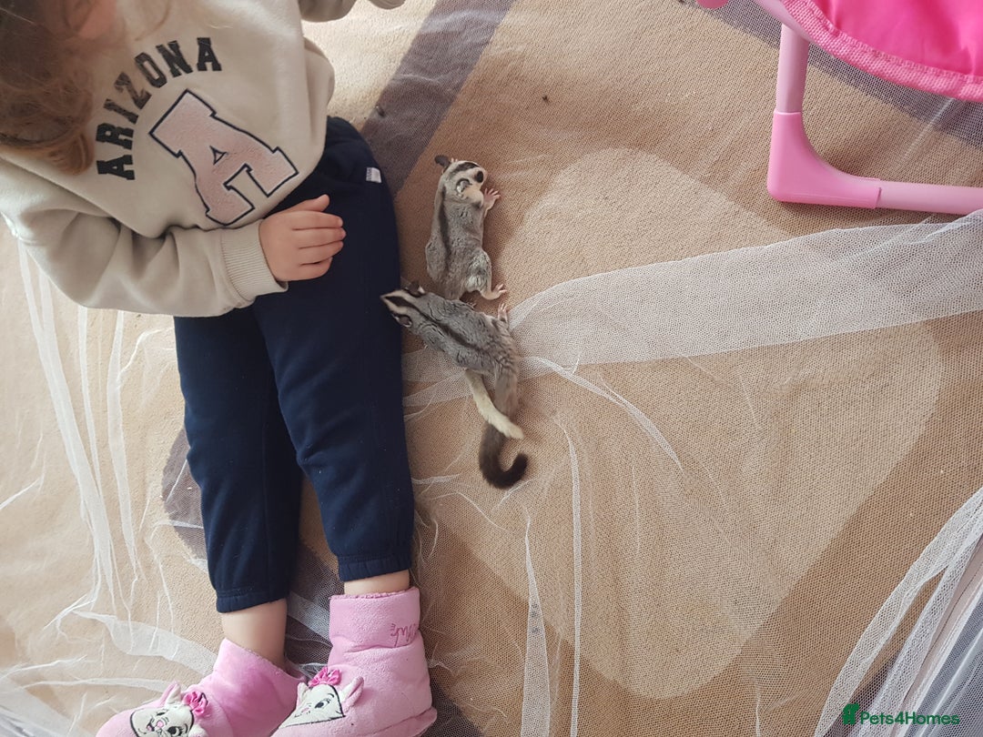 Sugar Glider rodents for sale: Sugargliders Proven breeding pair  - Image 2