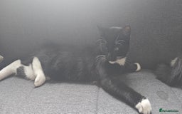 Domestic Shorthair cats for sale:  2 kittens brother and sister  - Image 4