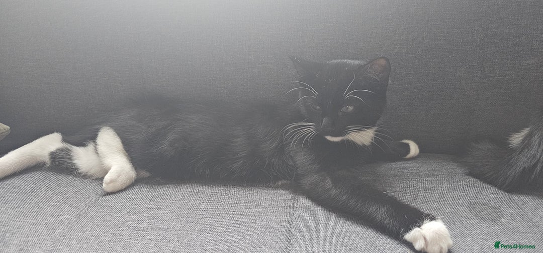 Domestic Shorthair cats for sale:  2 kittens brother and sister  - Image 4