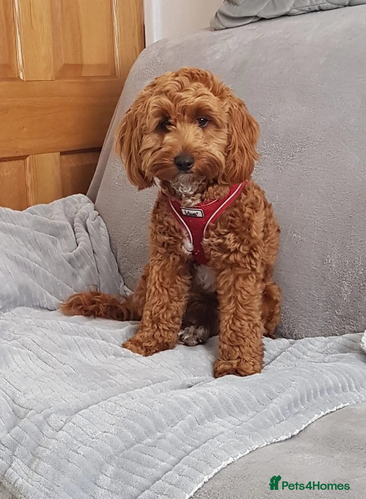 Cavapoo dogs 3 Male F1B Teddy Bear Cavapoo Puppies - Advert 1
