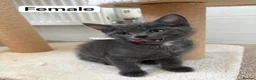 British Shorthair cats for sale: 5 little Kittens looking for new home in Chatteris - Advert 10