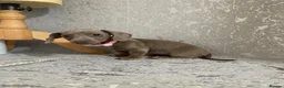 Miniature Dachshund dogs for sale: Isabella dachshunds for sale  - Advert 22