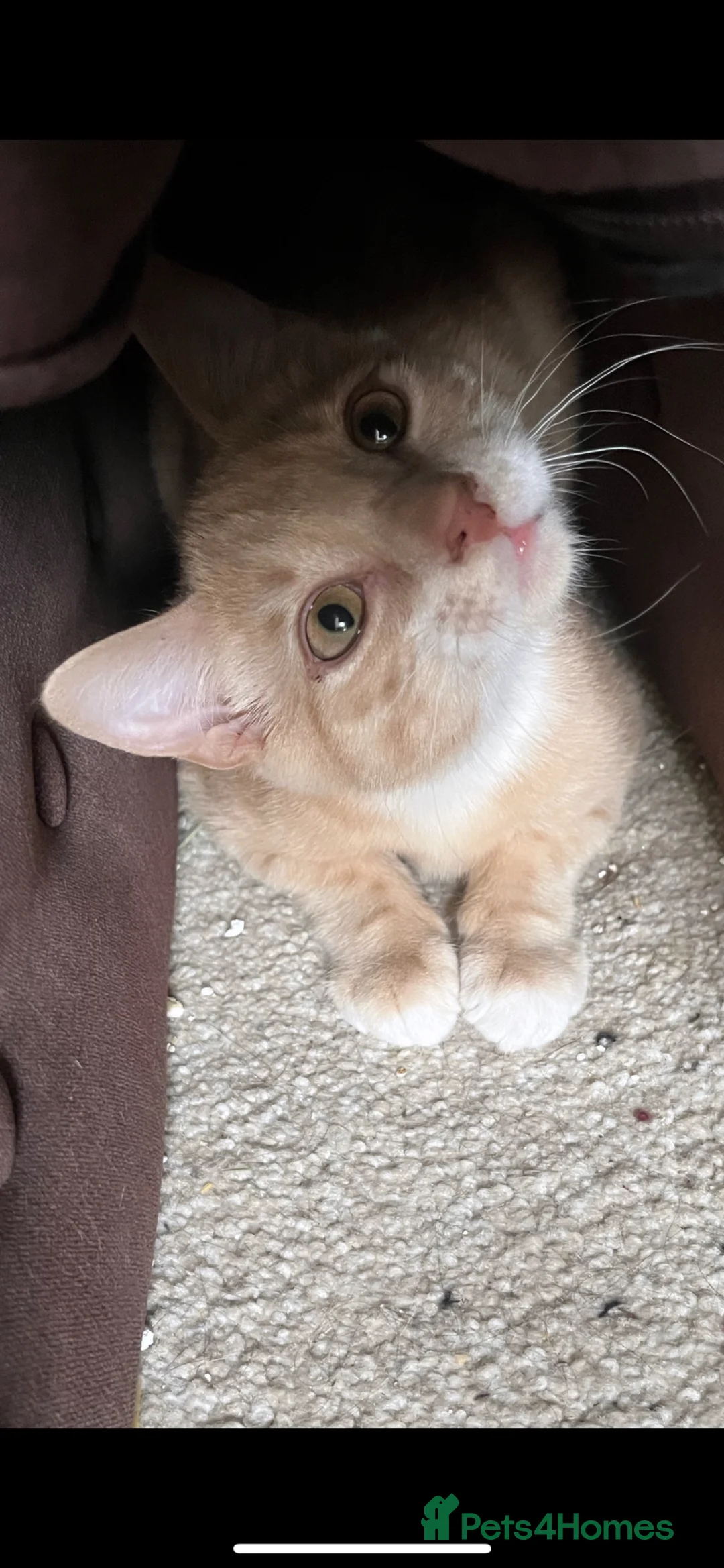 Mixed Breed cats for sale: SPHYNX VARIANT MALE CAT £70 - Advert 2