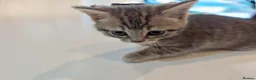 Mixed Breed cats for sale: Scottish straight, turquoise shell adorable 🥰  - Advert 37