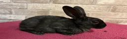 Mini Lop rabbits for sale: Mini Rex and mini lops - Advert 2
