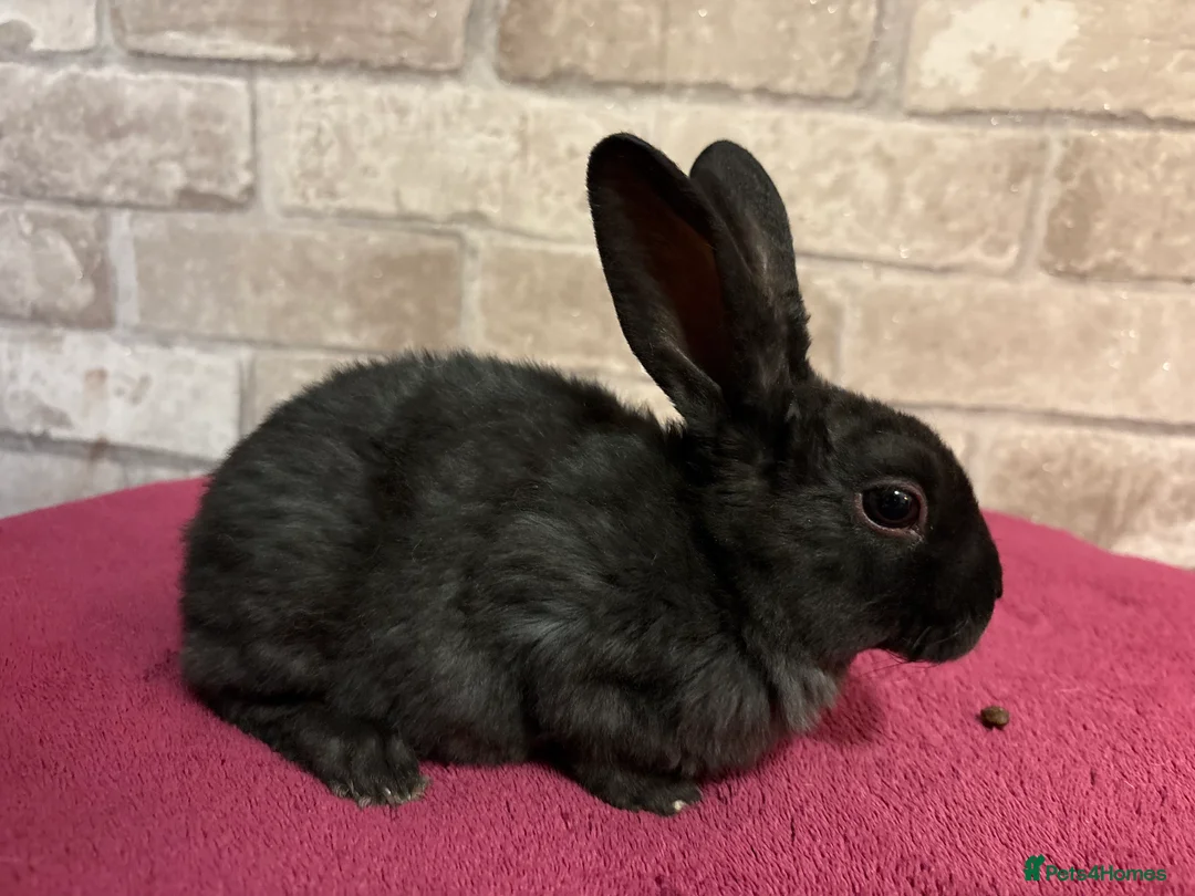 Mini Lop rabbits for sale: Mini Rex and mini lops - Advert 2