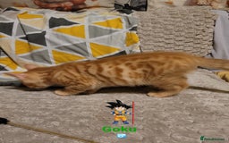 Bengal cats for sale: 💖🐱🐯Cute Half Bengel Kittens🐆🐈‍⬛💖 - Image 21