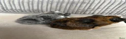 Guinea Pig rodents for sale: Baby boars available - Advert 7