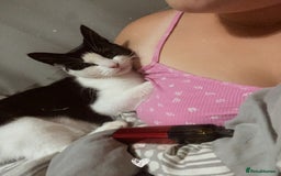 Mixed Breed cats for sale: 2 kittens ready for they’re forever homes - Image 3