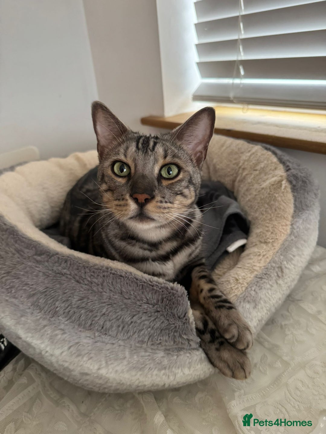 Mixed Breed cats for sale: URGENT: REHOMING NEEDED FOR MIXED BENGALS - Advert 6