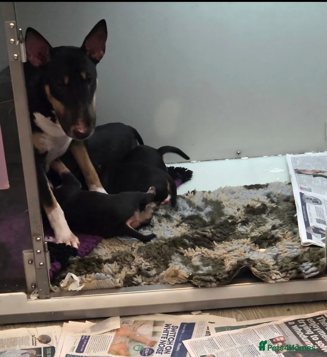 English Bull Terrier dogs for sale: 4 BEAUTIFUL ENGLISH BULLS - Advert 25