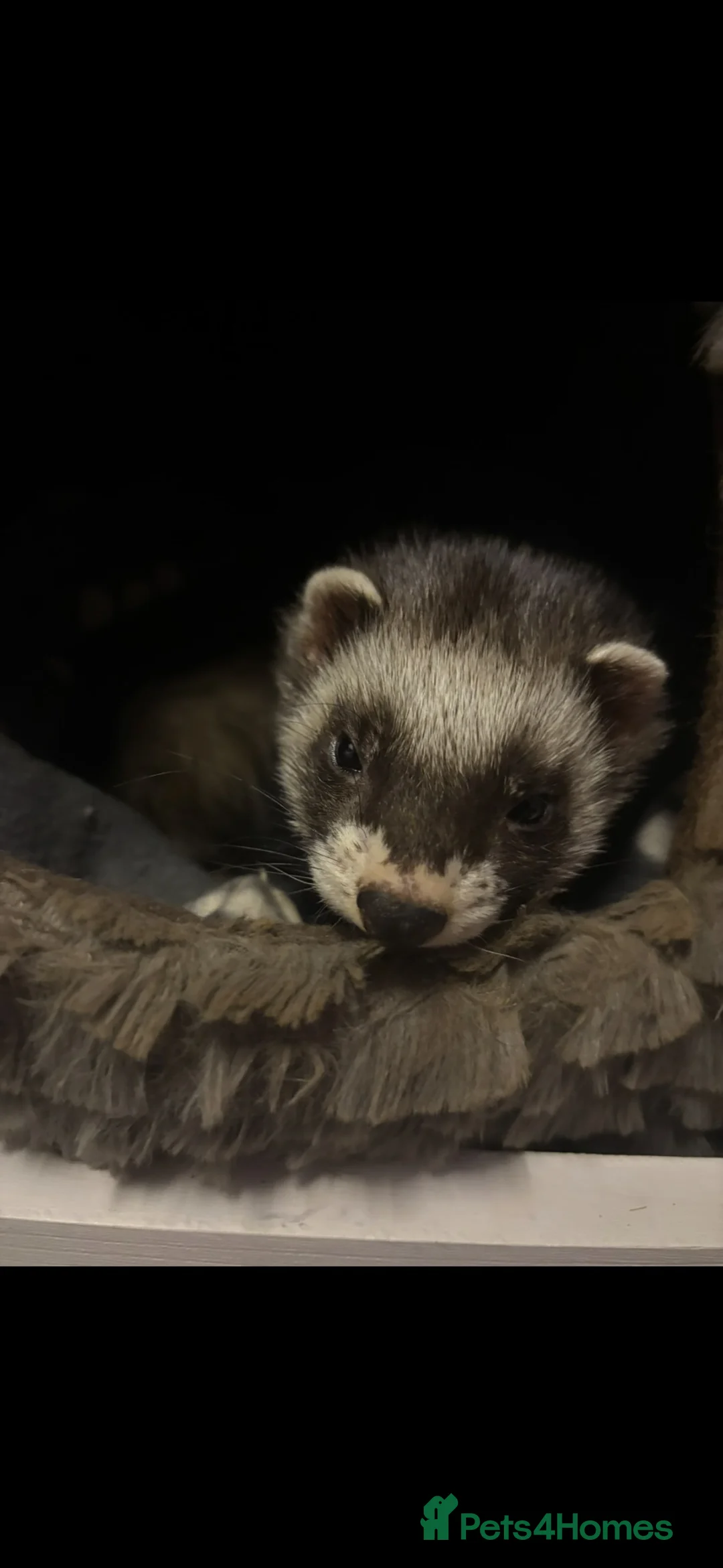 Ferret rodents for sale: 2 hobs father and son - Advert 2