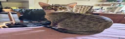 Savannah cats for sale: Savannah X Kittens  - Advert 1