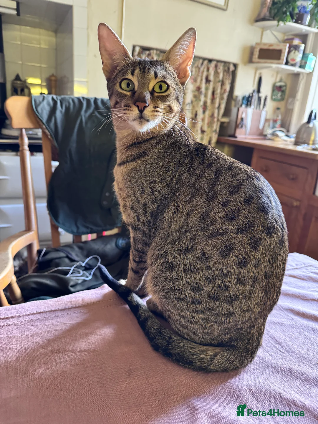 Savannah cats for sale: Savannah X Kittens  - Advert 1