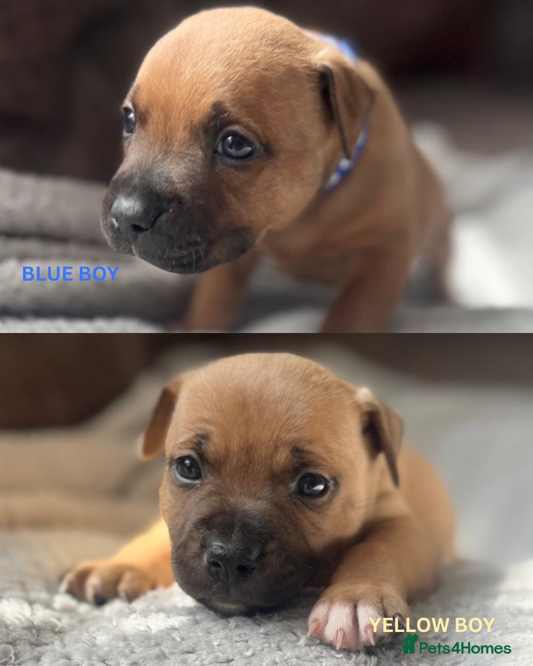 Staffordshire Bull Terrier dogs ❤️Beautiful red Staffordshire bull terrier puppies - Advert 4