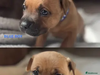 Staffordshire Bull Terrier dogs ❤️Beautiful red Staffordshire bull terrier puppies - Advert 4