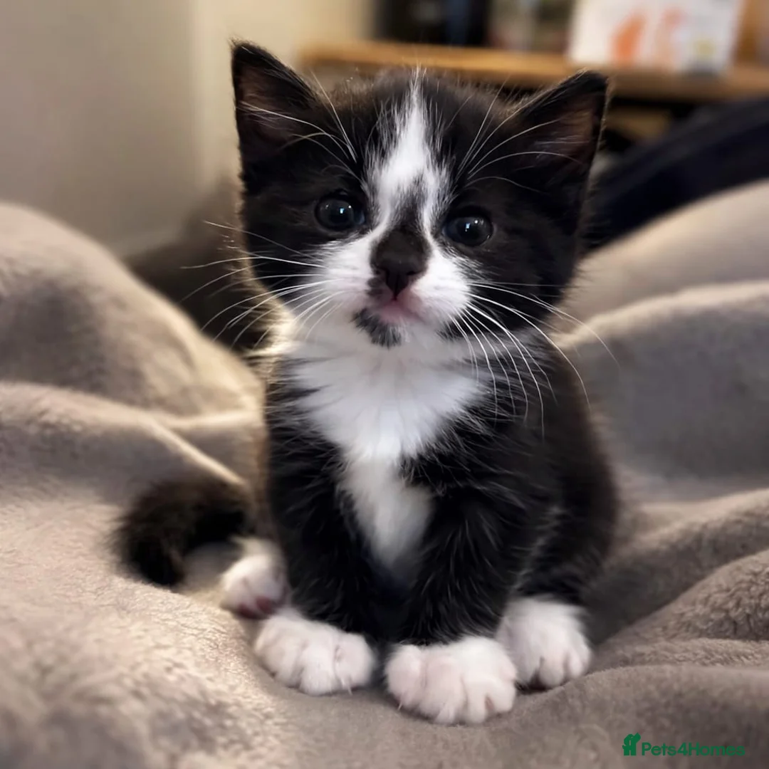 Mixed Breed cats for sale: Beautiful tabby kittens - Advert 2