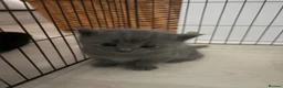 Mixed Breed cats for sale: 5 Adorable British Shorthair Mix-breeds  - Advert 10