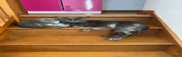 Maine Coon cats for sale: Blue male Maine coon in Blaenau Ffestiniog - Advert 3