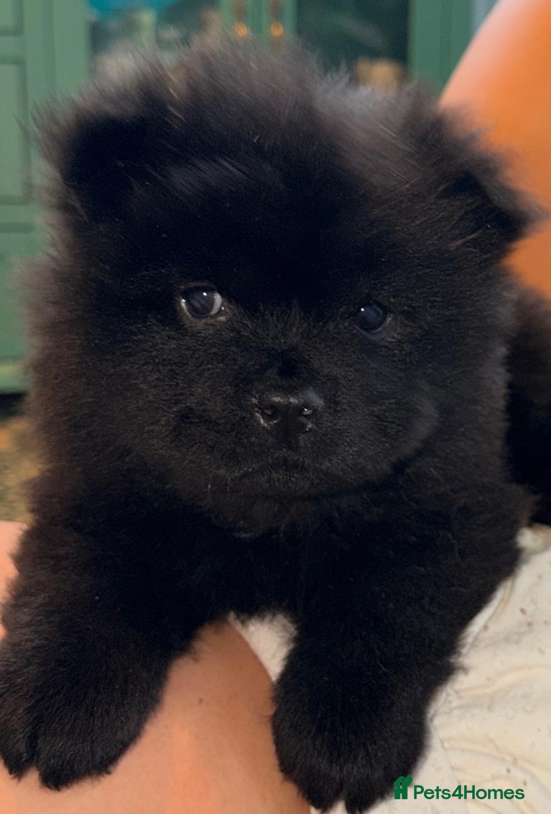 Chow Chow dogs for sale: Ready to go to their new homes.  - Advert 7