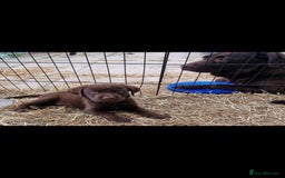 Labrador Retriever dogs for sale: KC REGISTERED CHOCOLATE LABRADOR  - Image 22