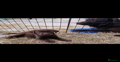 Labrador Retriever dogs - Advert 2