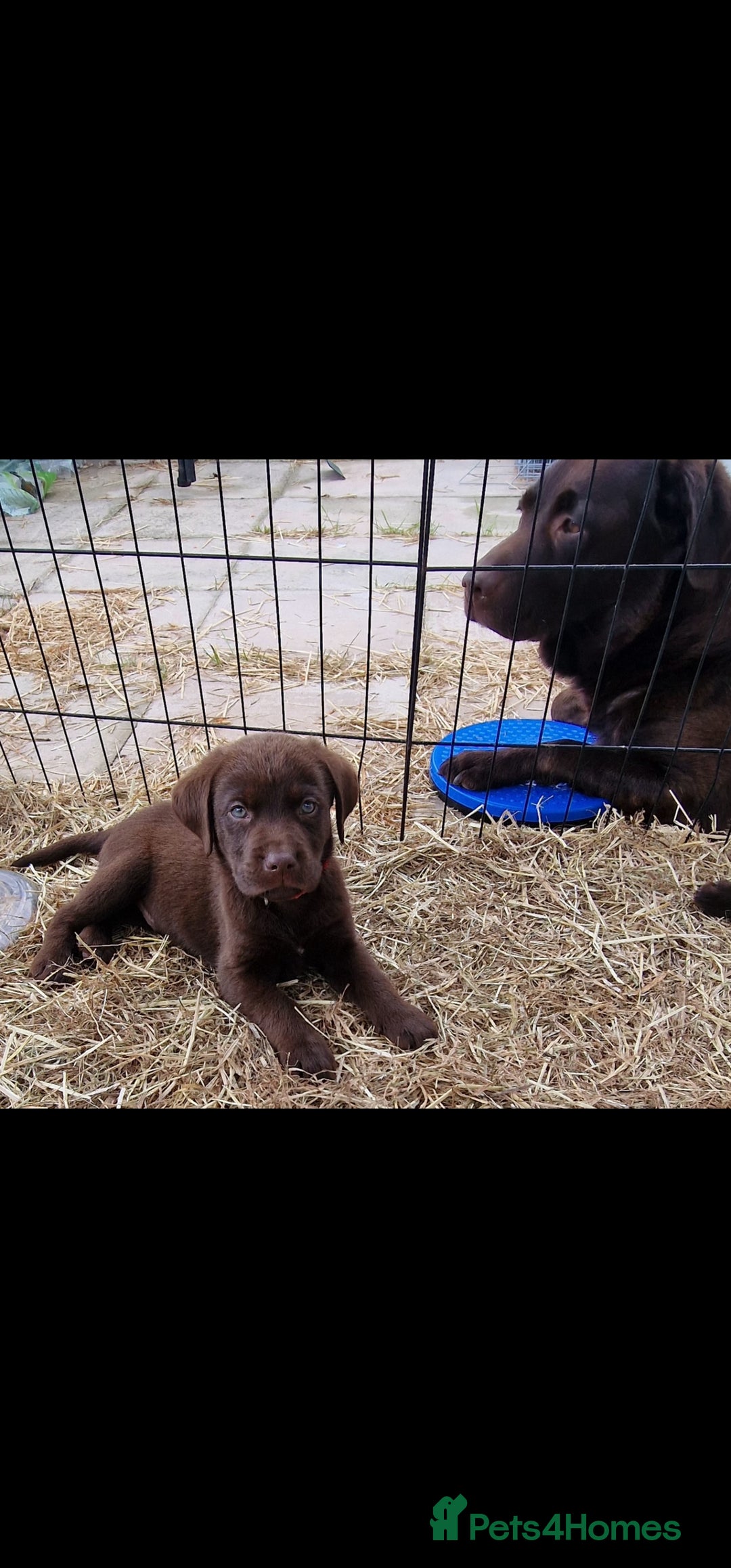 Labrador Retriever dogs for sale: KC REGISTERED CHOCOLATE LABRADOR  - Image 22