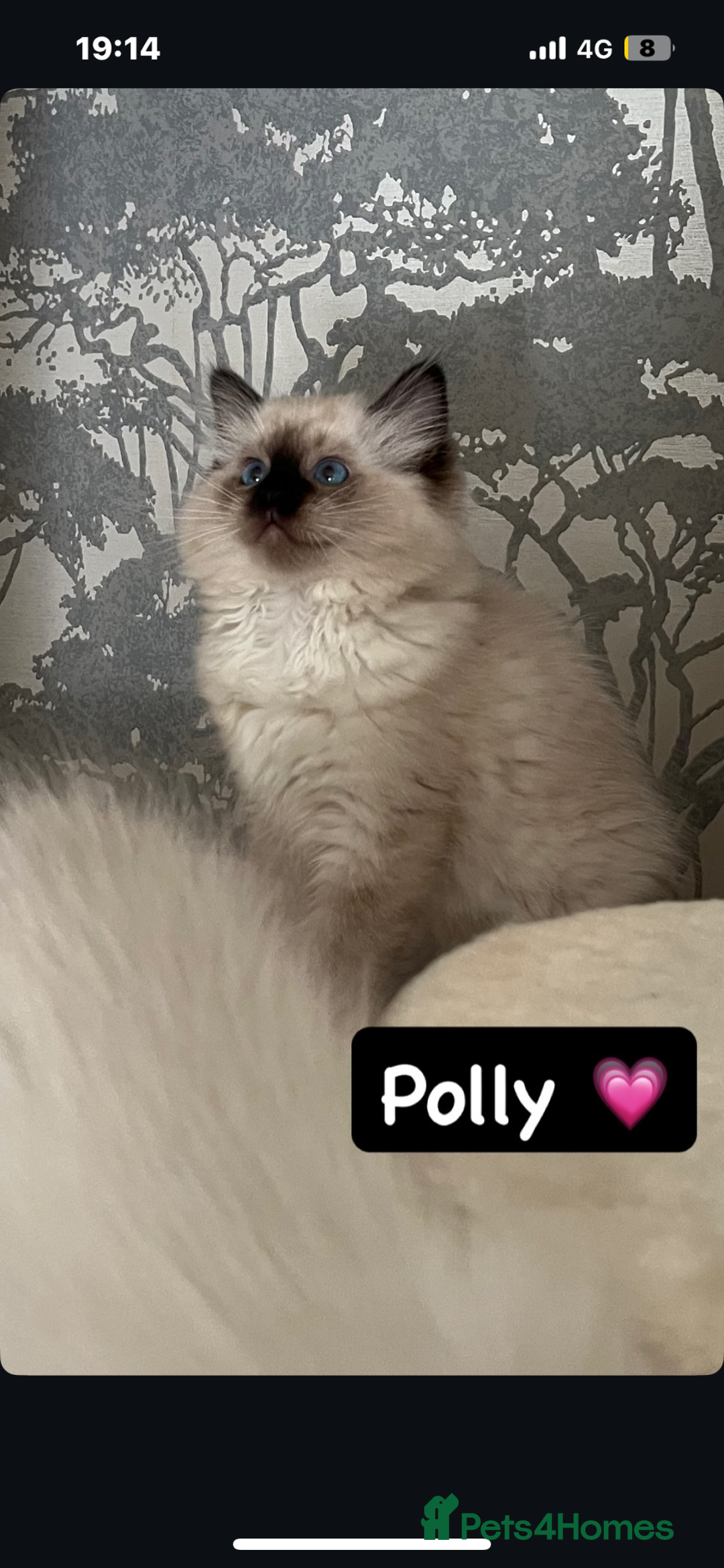 Ragdoll cats for sale: GCCF REGISTERED DNA TESTED PARENTS AND CLEAR  - Image 1