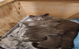 British Shorthair cats for sale:  BRITISH SHORTHAIR BOYS AVAILABLE  - Image 9