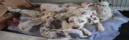 Dalmatian dogs for sale: Dalmatian puppies KC registered last 1 remaining - Advert 3