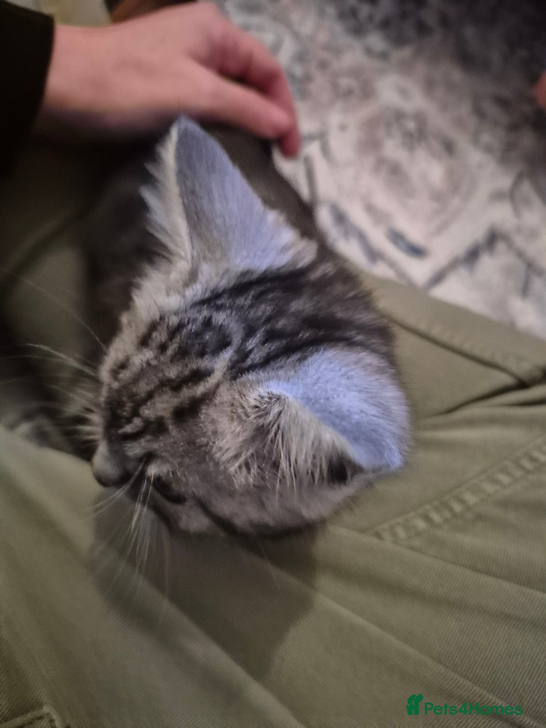 Domestic Shorthair cats for sale: Male Black silver tabby in Bootle - Advert 5