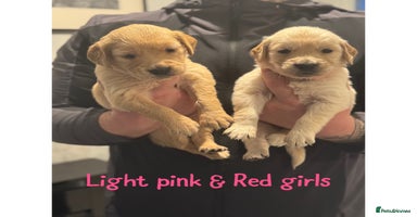 Golden Retriever dogs - Advert 2