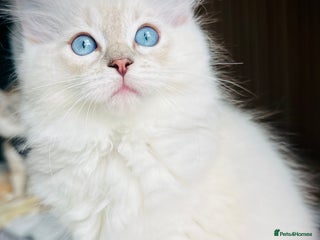 Ragdoll cats Ready now,DNA Tested Stunning Ragdoll Kittens - Advert 3