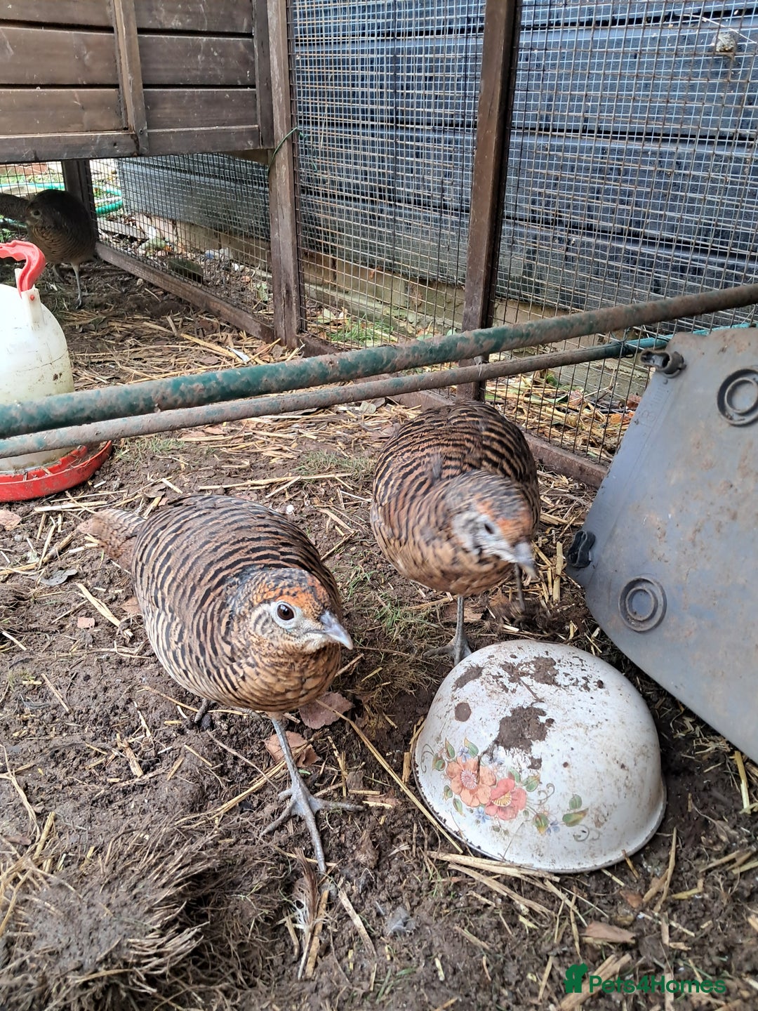 Pheasants poultry for sale: lady amherst pheasant  - Image 2