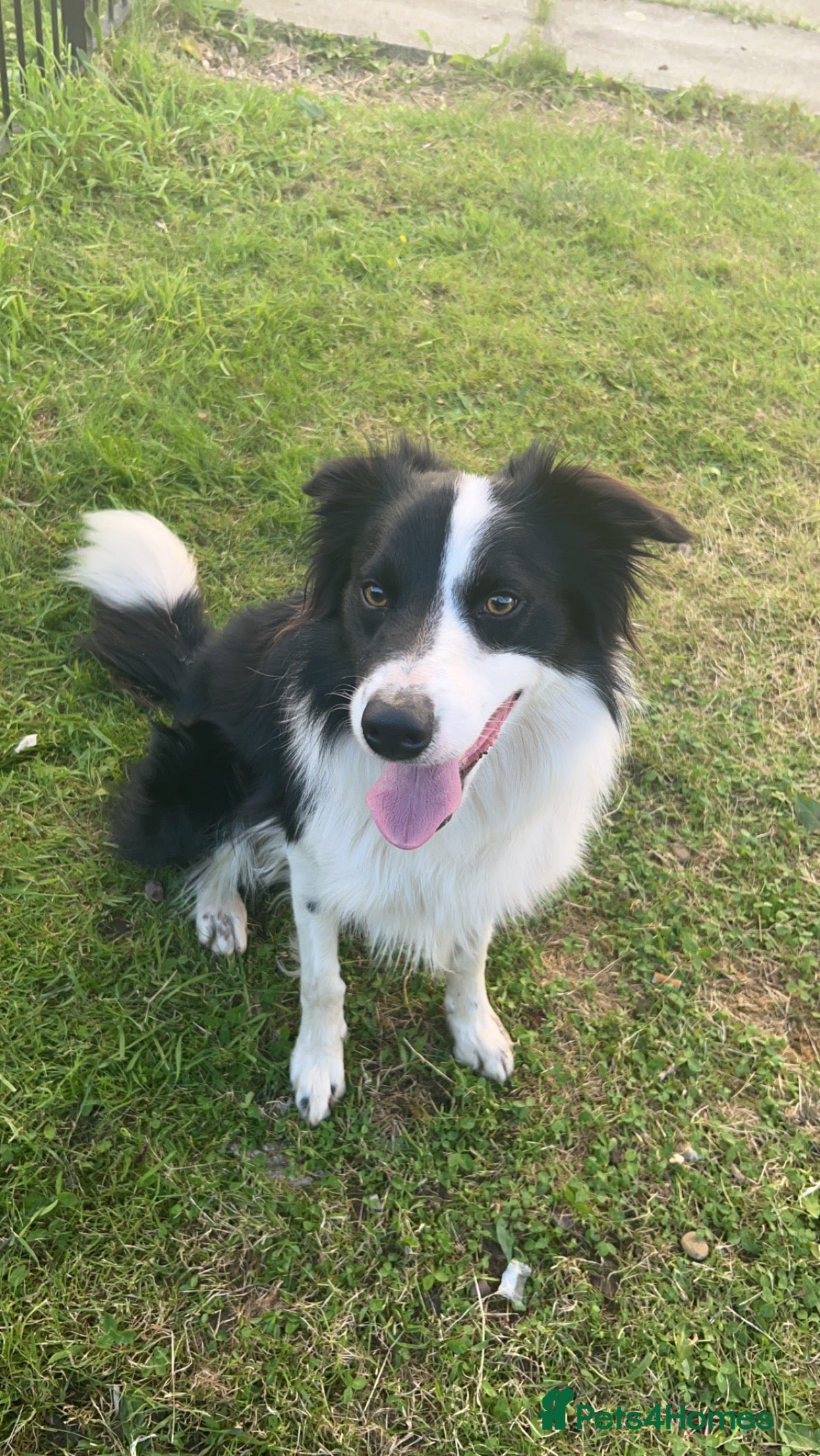 Border Collie dogs Rex the border collie - Advert 1