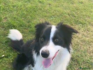 Border Collie dogs Rex the border collie - Advert 1