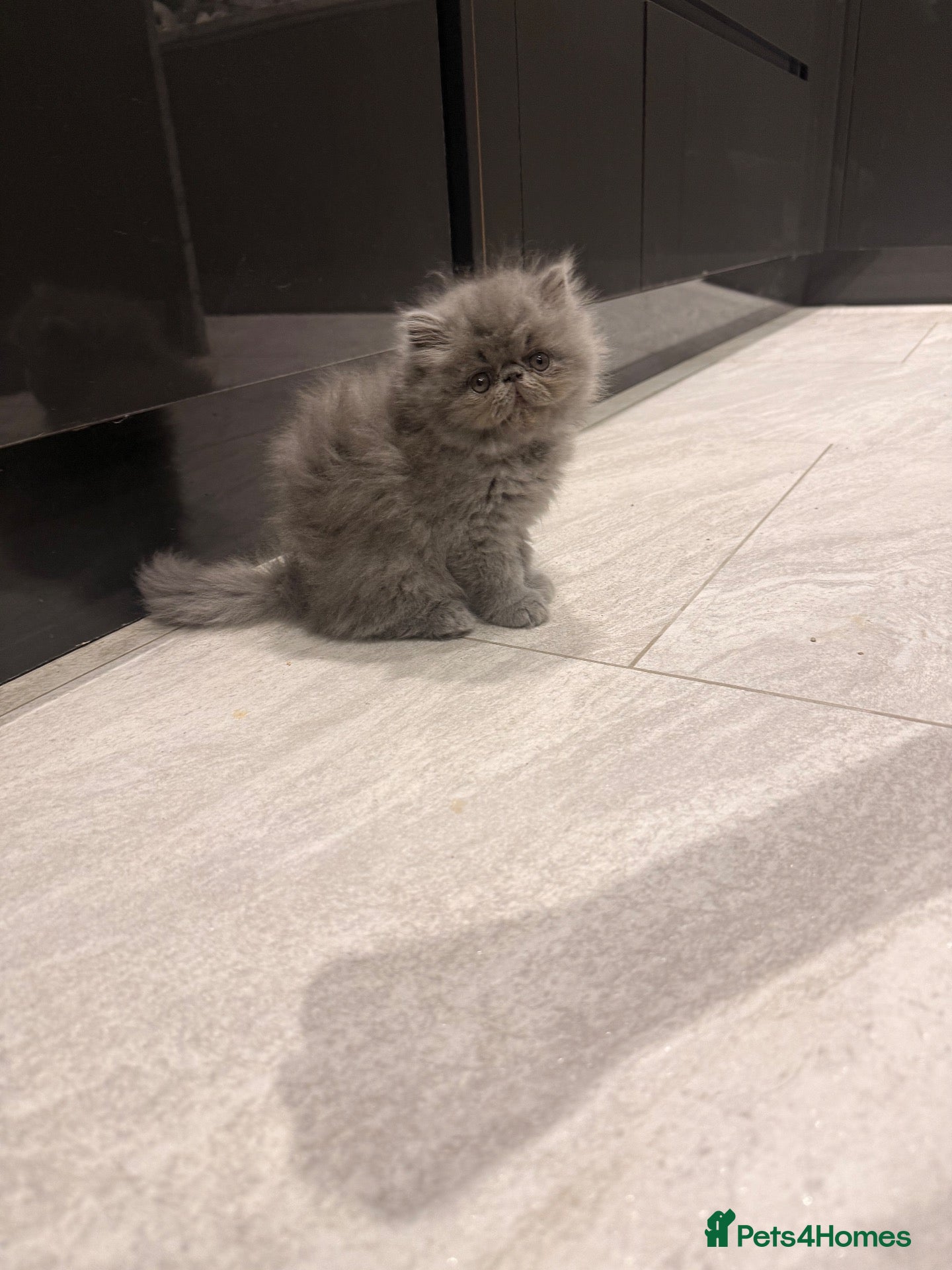 Persian cats GCCF Registered Blue Persian Kittens  - Advert 2
