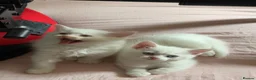 Mixed Breed cats for sale: Gorgeous kittens  - Advert 8