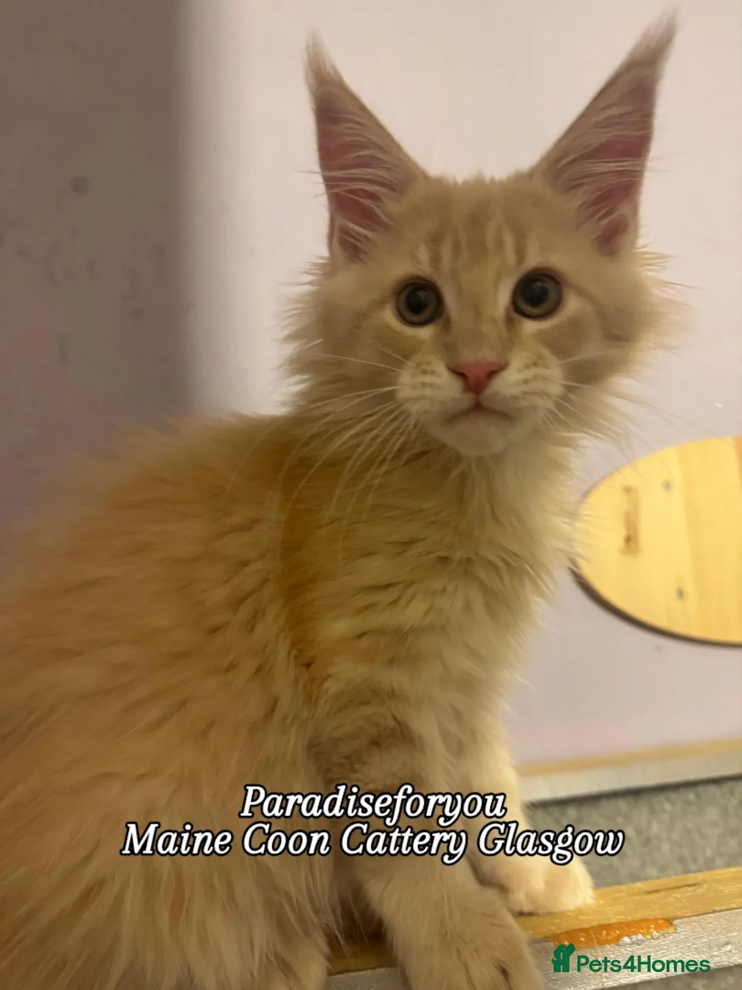 Maine Coon cats DNA clear Maine Coon kittens TICA registered  - Advert 12