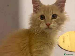 Maine Coon cats DNA clear Maine Coon kittens TICA registered - Advert 12